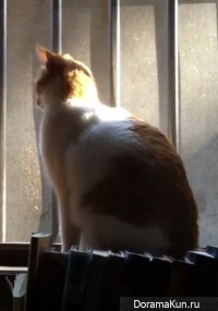 Stray Cats