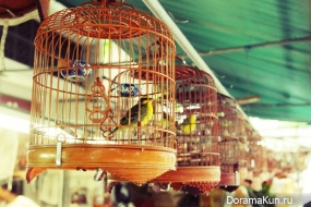 Bird Garden
