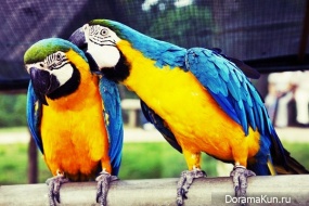 Bird Garden