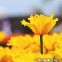 Festival of tulips in Tkheana