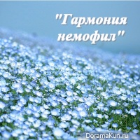 Harmony nemophila