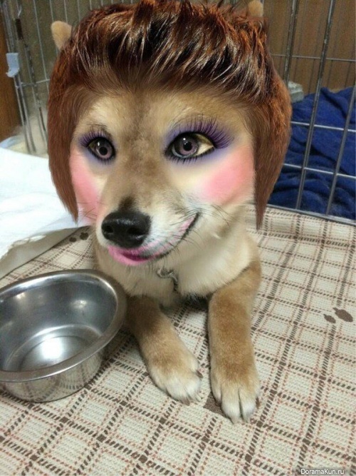 dog