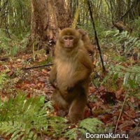Macaca leucogenys