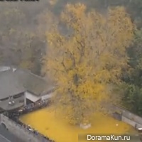 The tree of Emperor Tang dynasty