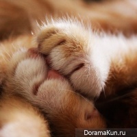 hand cream with aroma of the cat's paws