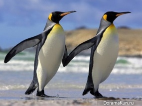 Day learning dance penguins