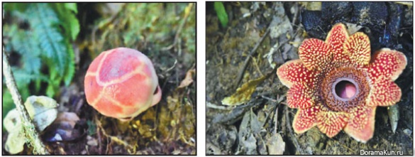 Rafflesia
