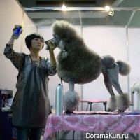 Seoul Dog show