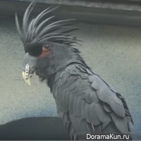 black cockatoo