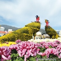 Chrysanthemum Festival Masan