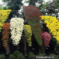 The chrysanthemum festival