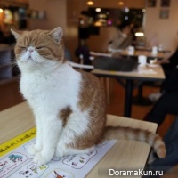casting cats Alibaba