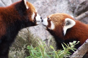 red panda