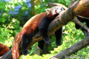 red panda
