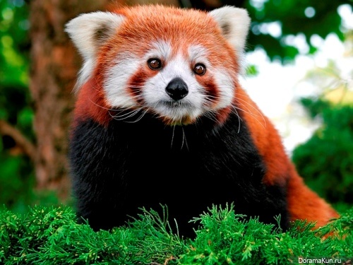 red panda