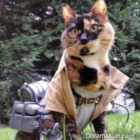 cosplay cat