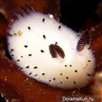 Jorunna parva
