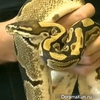 Python