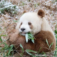 panda