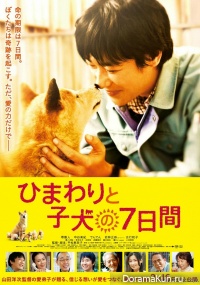 7 Days of Himawari & Her Puppies