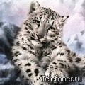 Дикий котёнок