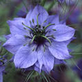 Nigella