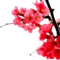 Manar