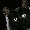 black cat